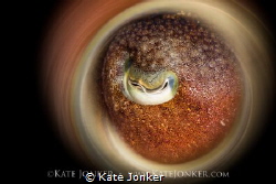 OctopEye
Common octopus, taken in False Bay, South Africa. by Kate Jonker 